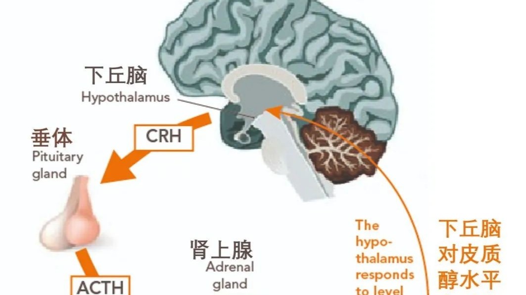 你了解夏季高溫環(huán)境對雞群的影響嗎,？蛋雞養(yǎng)殖都有哪些防治措施？