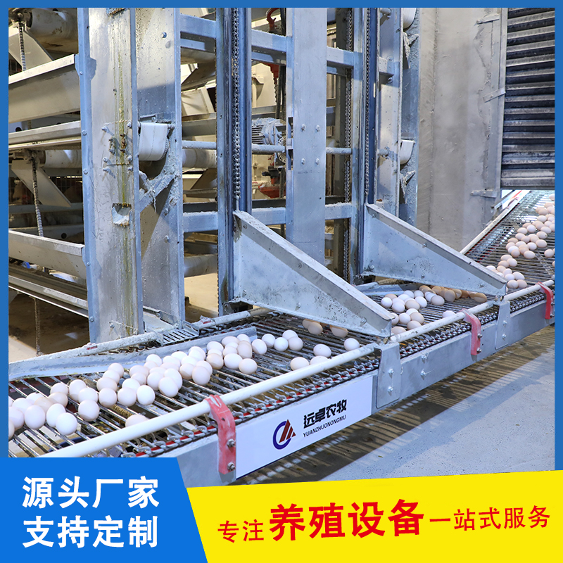 搞蛋雞養(yǎng)殖規(guī)?；袃?yōu)勢，小散戶也有發(fā)展空間,，關(guān)鍵要選對方向