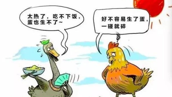 炎炎夏日，如何正確預(yù)防熱應(yīng)激