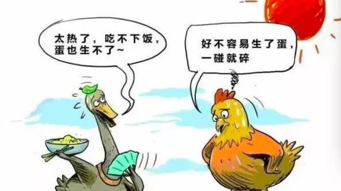 為啥夏季蛋雞腹瀉過料等腸道疾病反復(fù)不斷？一組簡圖帶您看明白