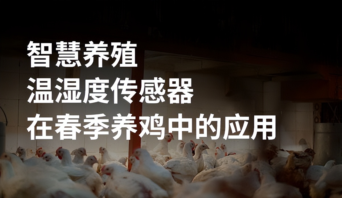 蛋雞養(yǎng)殖未來前景在哪里,？智能化養(yǎng)殖將成為行業(yè)趨勢
